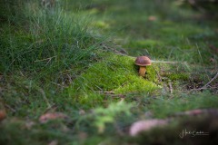 Pilz auf moosbedecktem Waldboden