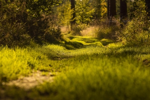 Der Wald als Therapiezentrum