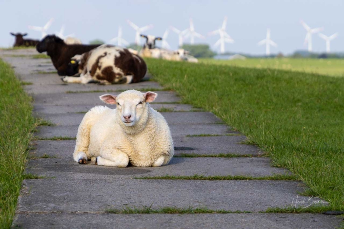 Blökende Deichblockade ツ